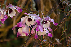 20120301 7235RAw [D~LIP] Orchidee, Bad Salzuflen
