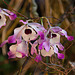 20120301 7235RAw [D~LIP] Orchidee, Bad Salzuflen