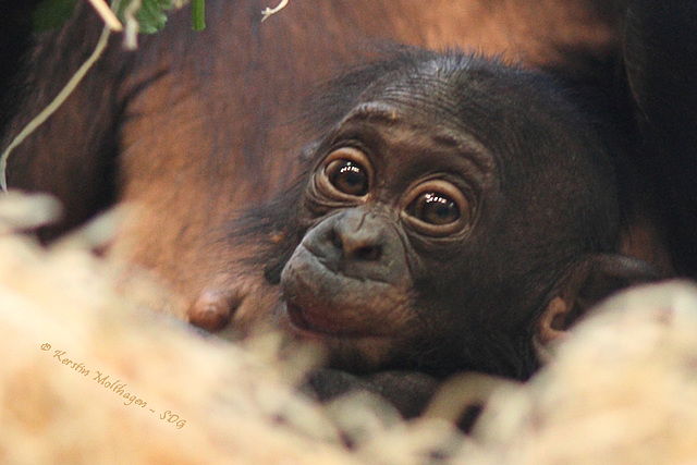 Bonobomädchen Alima (Wilhelma)