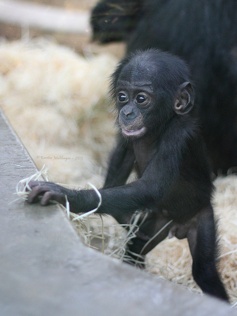 Bonobojunge Bobali (Wilhelma)
