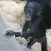 Bonobojunge Bobali (Wilhelma)