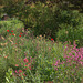In Monet's Garden at Giverny - May 2011