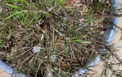 Grevillea rosmarinifolia après les gelées