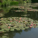 Nymphéas in Monet's Water Garden - May 2011