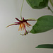 Passiflora 'Sunfire' - 1ere floraison