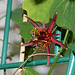 Passiflora 'Sunfire'- 1ere fleur