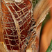 Washingtonia robusta - Stipe