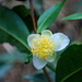 20090311-0575 Camellia sinensis (L.) Kuntze