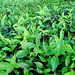 20090311-0593 Camellia sinensis (L.) Kuntze
