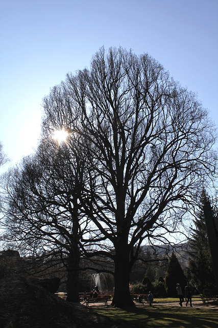 Chêne pédonculé (3)- 30 m