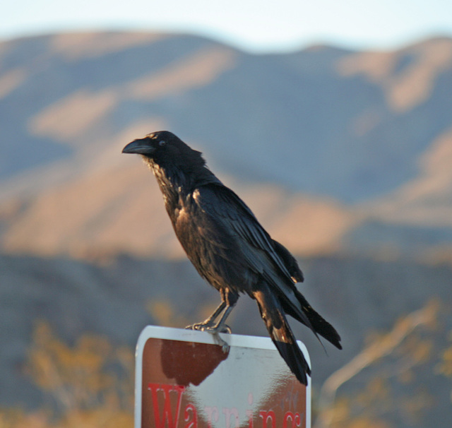 Raven at the Cholla Garden (3720)