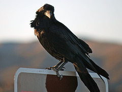 Raven at the Cholla Garden (3733)
