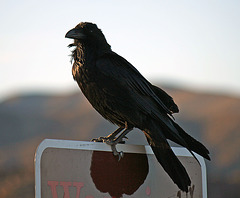 Raven at the Cholla Garden (3734)