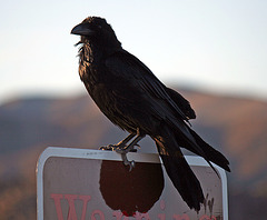 Raven at the Cholla Garden (3735)