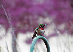 Ruby-throated Hummingbird - Male