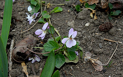 Viola odorata hybride