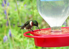 Ruby-throated Hummingbird - Male