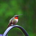 Ruby-throated Hummingbird in the rain