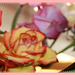 IMG 9362 roses