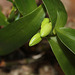 Bouture à rempoter-Rempotage de boutures de Dendrobium (10)