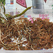 Rempotage de boutures de Dendrobium - élimination de l'ancien substrat
