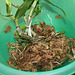 Rempotage de boutures de Dendrobium - humidification de l'ancien substrat