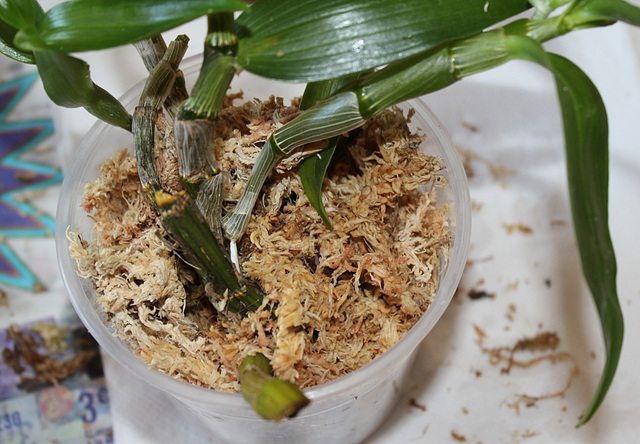 Rempotage de boutures de Dendrobium - Nouveau substrat de sphaigne