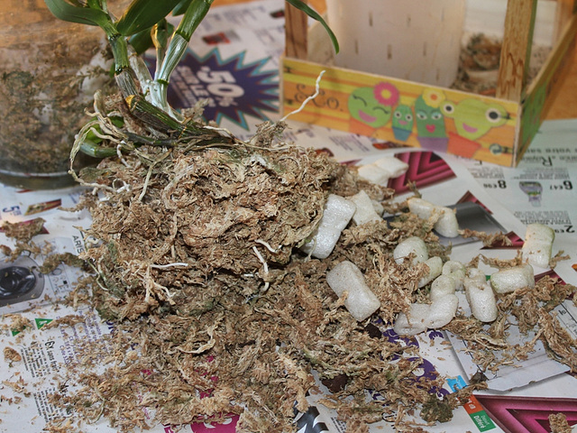 Rempotage de boutures de Dendrobium - vieux substrat à  éliminer