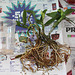 Rempotage de boutures de Dendrobium- racines dégagées- contrôle sanitaire