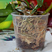 Rempotage de boutures de Dendrobium- remplissage du pot