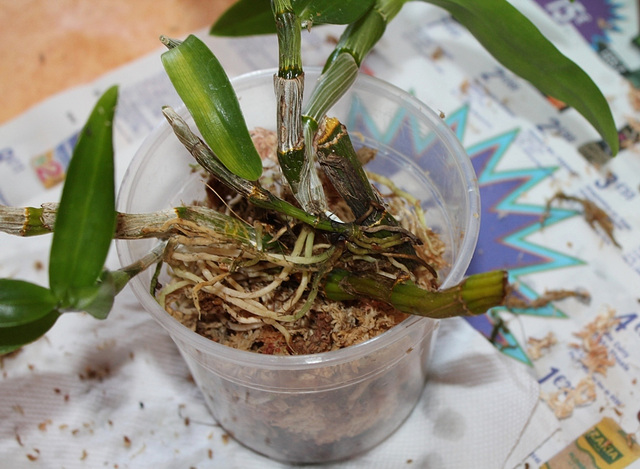 Rempotage de boutures de Dendrobium- remplissage du pot (2)