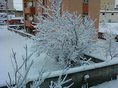 snow and tree