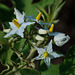 20090311-0618 Solanum torvum Sw.