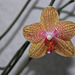 Phalaenopsis 'Coral Sea'
