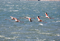 Flamingoes at Sea