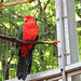 farbenprächtiger Papagei