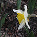 Narcisse hybride
