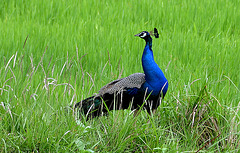 Peacock in rice field