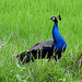 Peacock in rice field