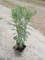 nerium oleander P5080367