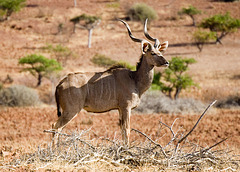 Kudu on Watch
