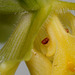 Pollinies de paphio