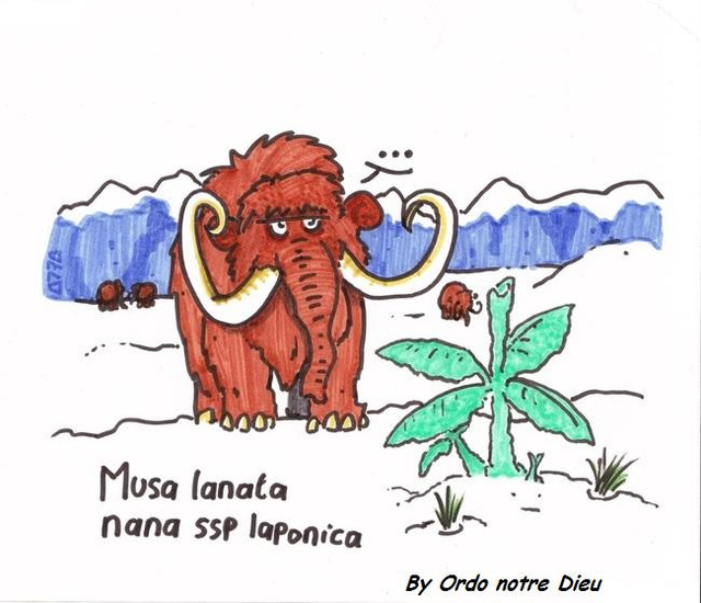 Musa lanata by Ordo