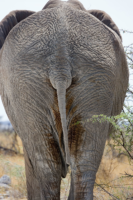 Back of an elephant