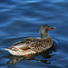 Duck at Santee Lakes (1847)