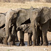 Pachyderm Family Outing