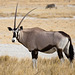 Gemsbok or Oryx