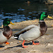 Ducks at Santee Lakes (2002)