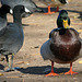 Ducks at Santee Lakes (2006)