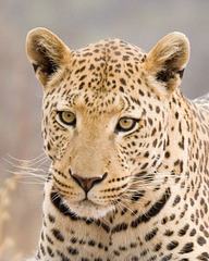 Collared Leopard